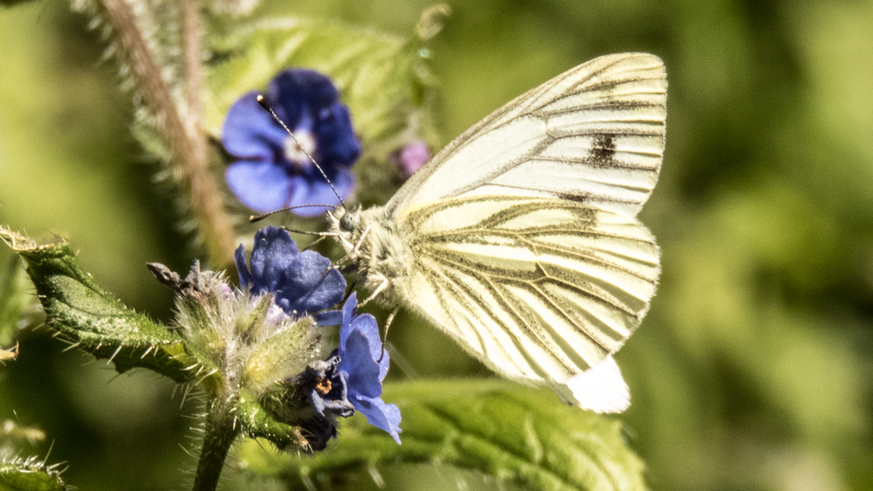 Green-veined White butterfly